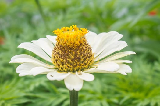Zinnia elegans in field, summer in garden Thailand