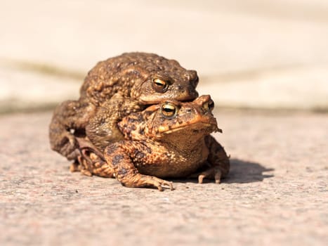 Earth toads on the way to spawning