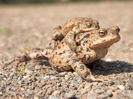 Earth toads on the way to spawning