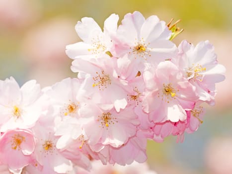 Japanese cherry blossom