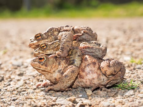 Earth toads on the way to spawning