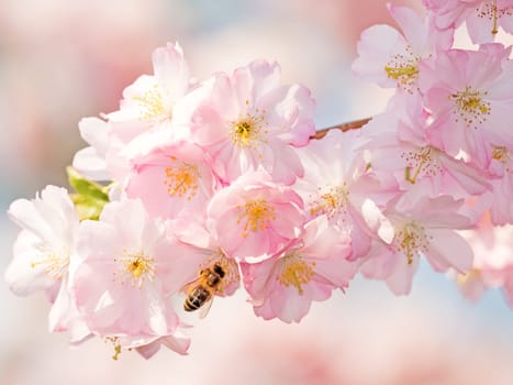 Japanese cherry blossom