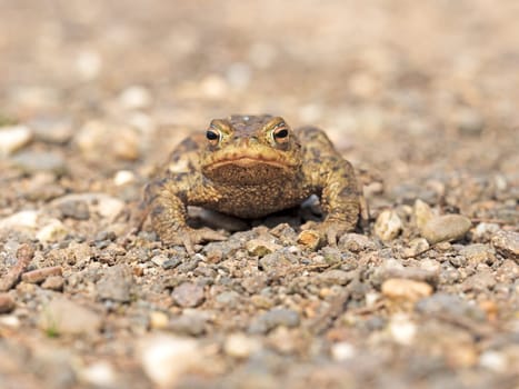 Earth toad