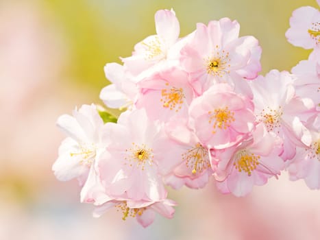 Japanese cherry blossom