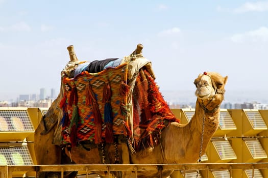 Camel with traditional Bedouin saddle in Egypt.