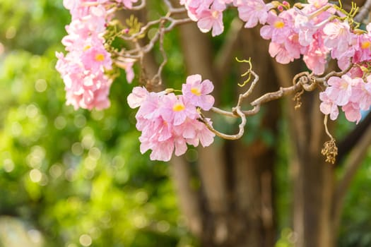 Beautiful Pink Trumpet flower or Tabebuia heterophylla