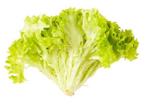 Fresh Green Lettuce Isolated On White Background