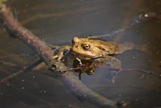 Male toads in the pond