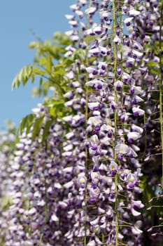 wisteria flowers against the clear blue sky