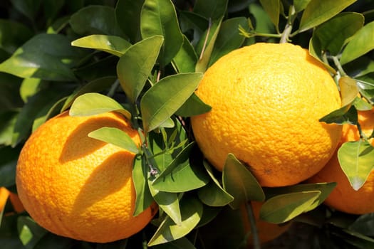 Mikan on the tree in Japan, close up - hatusaku