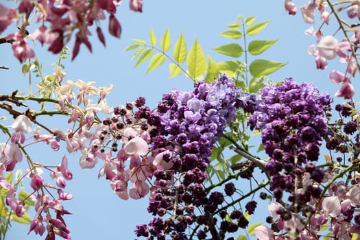 wisteria flowers against the clear blue sky