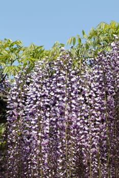wisteria flowers against the clear blue sky