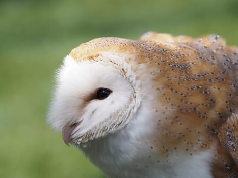 Barn owl