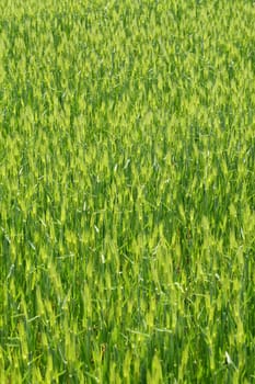 green field of wheat