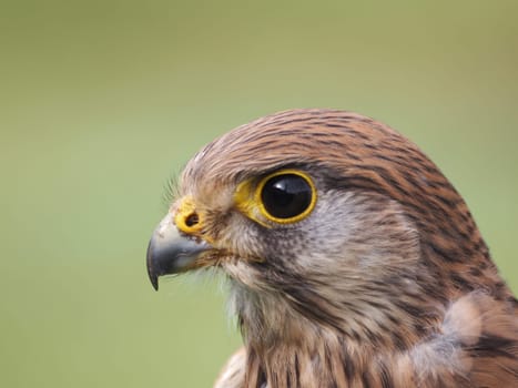 Kestrel