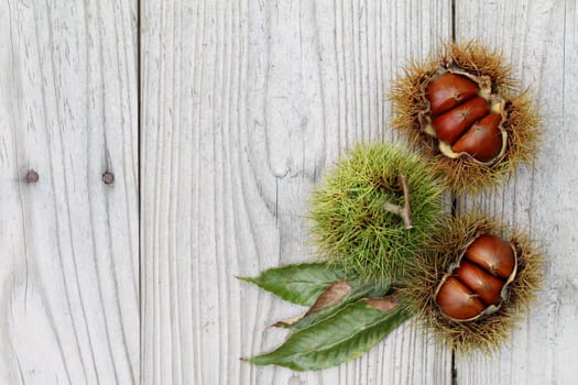 fresh chestnuts bur on a wooden background