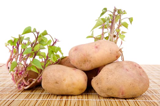 Potatoes sprouting at the kitchen table