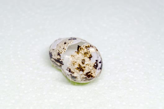 Broken shell of a hatched guard teleis.