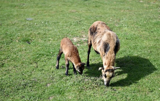 Cameroon sheep