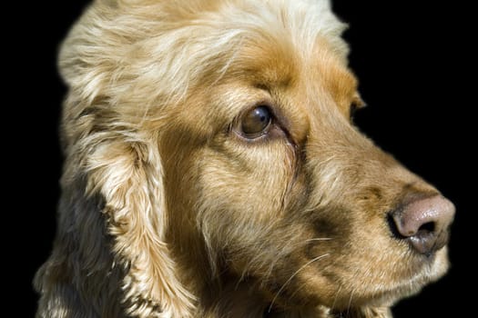 Cocker, Spaniel, Roter