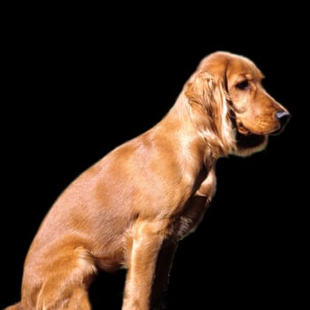 Cocker, Spaniel, Roter