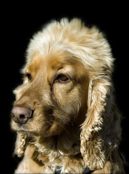 Cocker, Spaniel, Roter