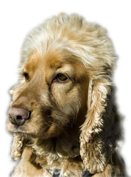 Cocker, Spaniel, Roter