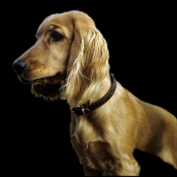 Cocker, Spaniel, Roter