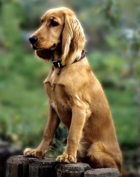 Cocker, Spaniel, Roter