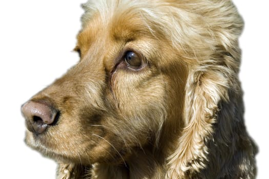 Cocker, Spaniel, Roter