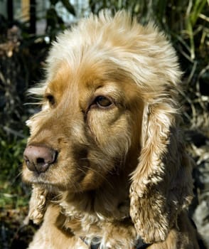 Cocker, Spaniel, Roter