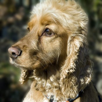 Cocker, Spaniel, Roter