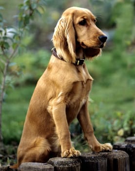 Cocker, Spaniel, Roter