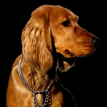 Cocker, Spaniel, Roter