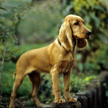 Cocker, Spaniel, Roter