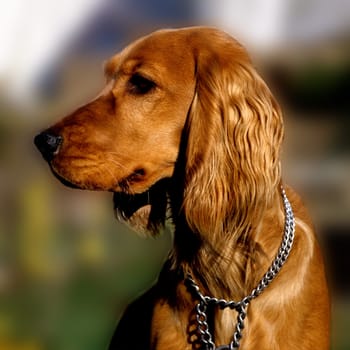 Cocker, Spaniel, Roter