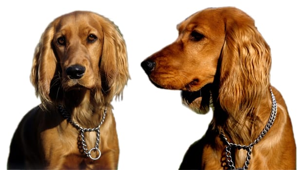 Cocker, Spaniel, Roter