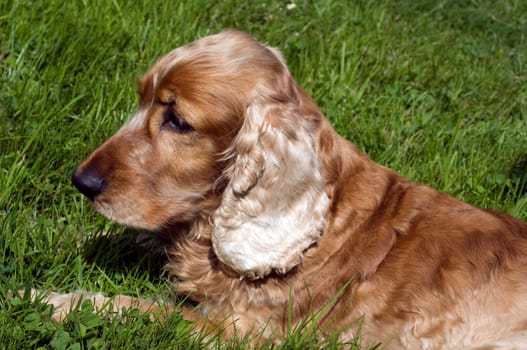 Cocker, Spaniel, Roter