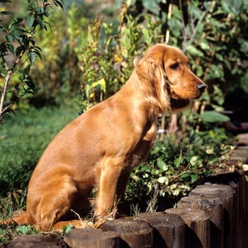 Cocker, Spaniel, Roter