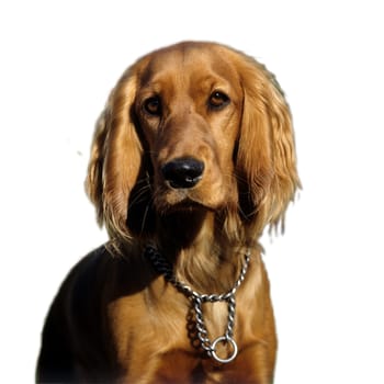 Cocker, Spaniel, Roter