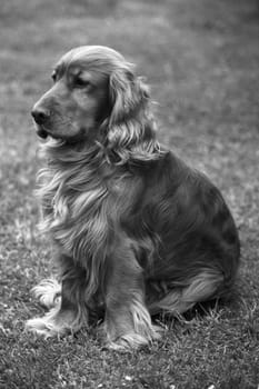 Cocker, Spaniel, Roter