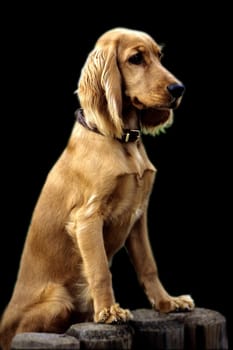 Cocker, Spaniel, Roter