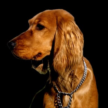 Cocker, Spaniel, Roter
