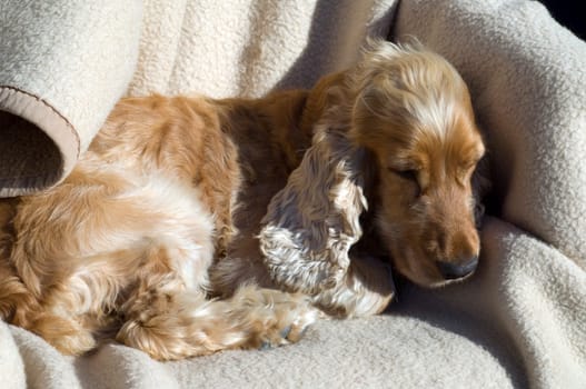 Cocker, Spaniel, Roter