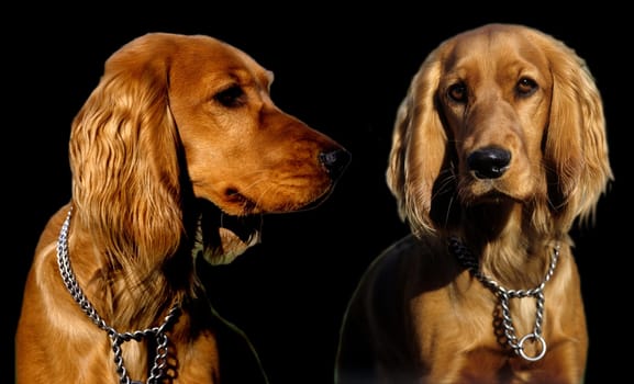 Cocker, Spaniel, Roter