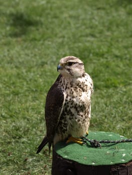 Sakafalke
