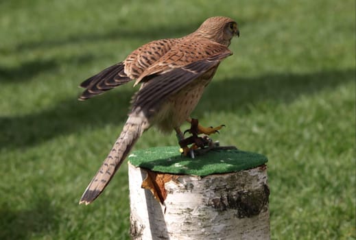 Kestrel