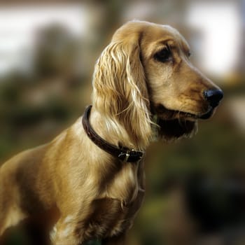 Cocker, Spaniel, Roter