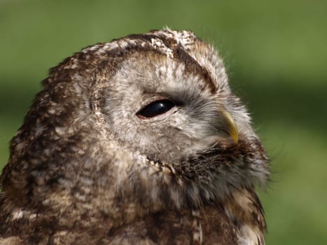 Forest owl