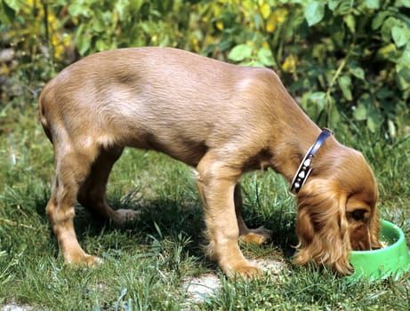 Cocker, Spaniel, Roter
